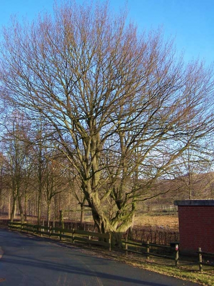 Bild 3 von Hainbuche an der Ritterteichstraße